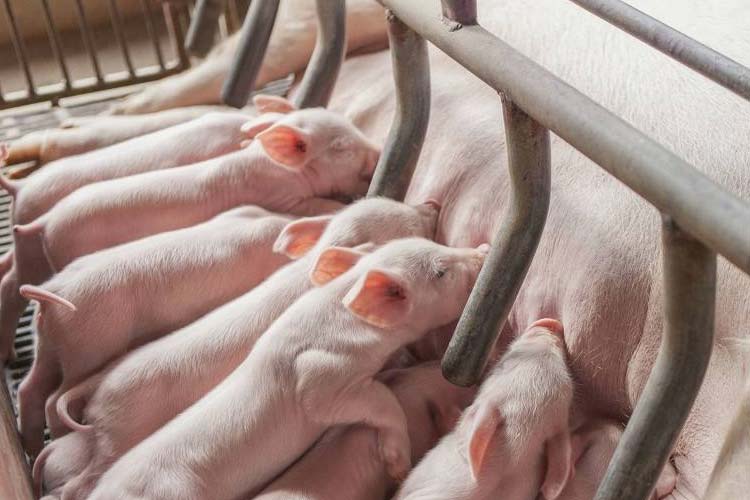 健康和經濟：肉豬養殖環境除濕