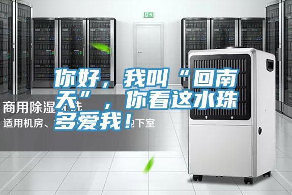 你好，我叫“回南天”，你看這水珠多愛我！