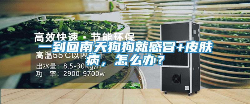 一到回南天狗狗就感冒+皮膚病，怎麽辦？