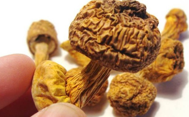 巴西菇、姬鬆茸烘幹機-怎樣烘幹色澤好且菇體褶片完整？