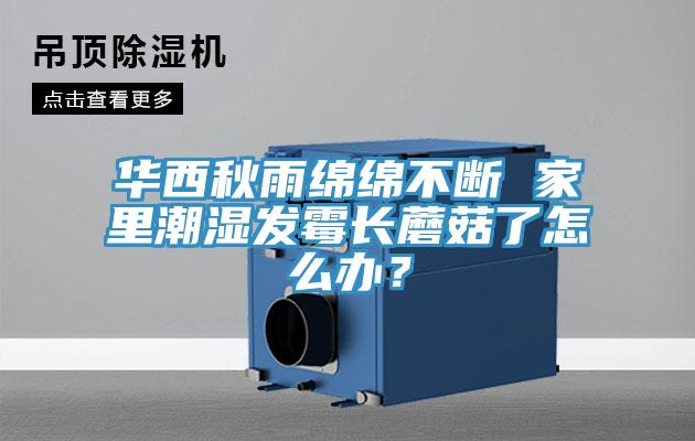 華西秋雨綿綿不斷 家裏潮濕發黴長蘑菇了怎麽辦？