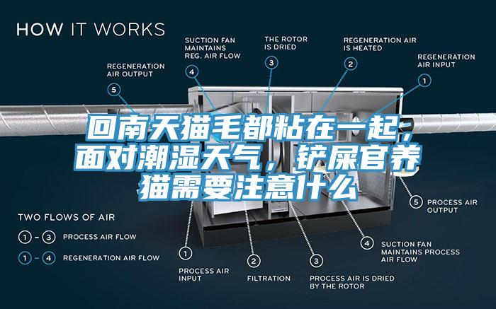 回南天貓毛都粘在一起，麵對潮濕天氣，鏟屎官養貓需要注意什麽