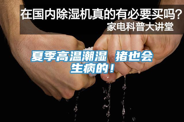 夏季高溫潮濕 豬也會生病的！