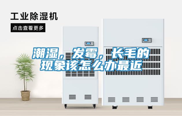 潮濕，發黴，長毛的現象該怎麽辦最近