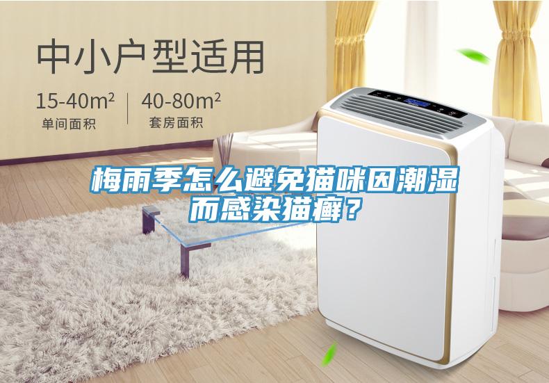 梅雨季怎麽避免貓咪因潮濕而感染貓癬？