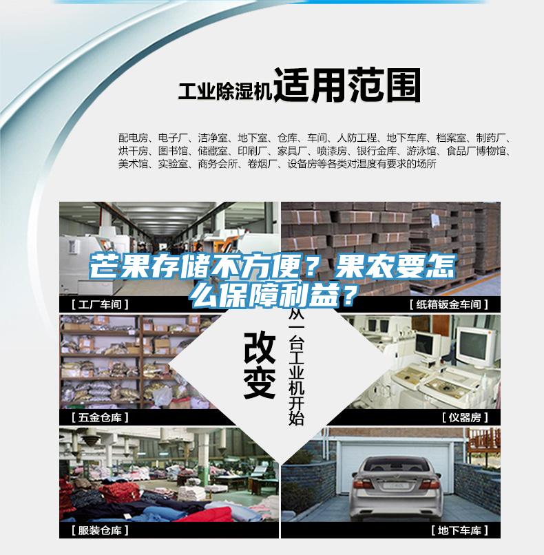 芒果存儲不方便？果農要怎麽保障利益？