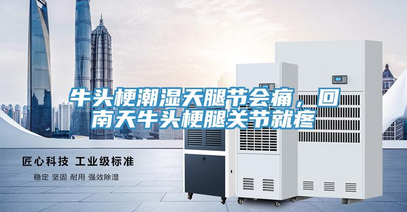 牛頭梗潮濕天腿節會痛，回南天牛頭梗腿關節就疼
