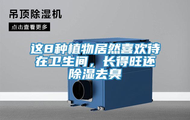 這8種植物居然喜歡待在衛生間，長得旺還除濕去臭