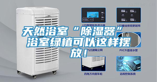 天然浴室“除濕器” 浴室綠植可以這樣擺放！