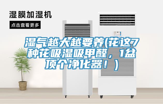 濕氣越大越要養(花這7種花吸濕吸甲醛，1盆頂個淨化器！)