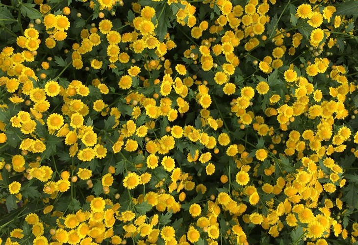 農場胎菊小菊花野菊花烘幹91看片软件大全