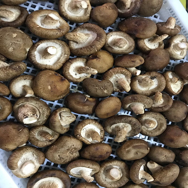 湖北省京山縣的菇農代表選用91AV手机看片91AV手机看片食用菌烘幹機模塊即香菇烘幹機